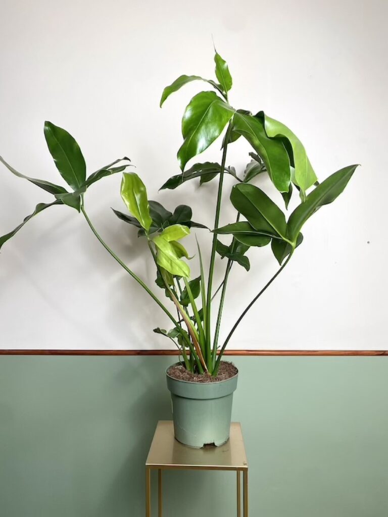 Philodendron fun bun