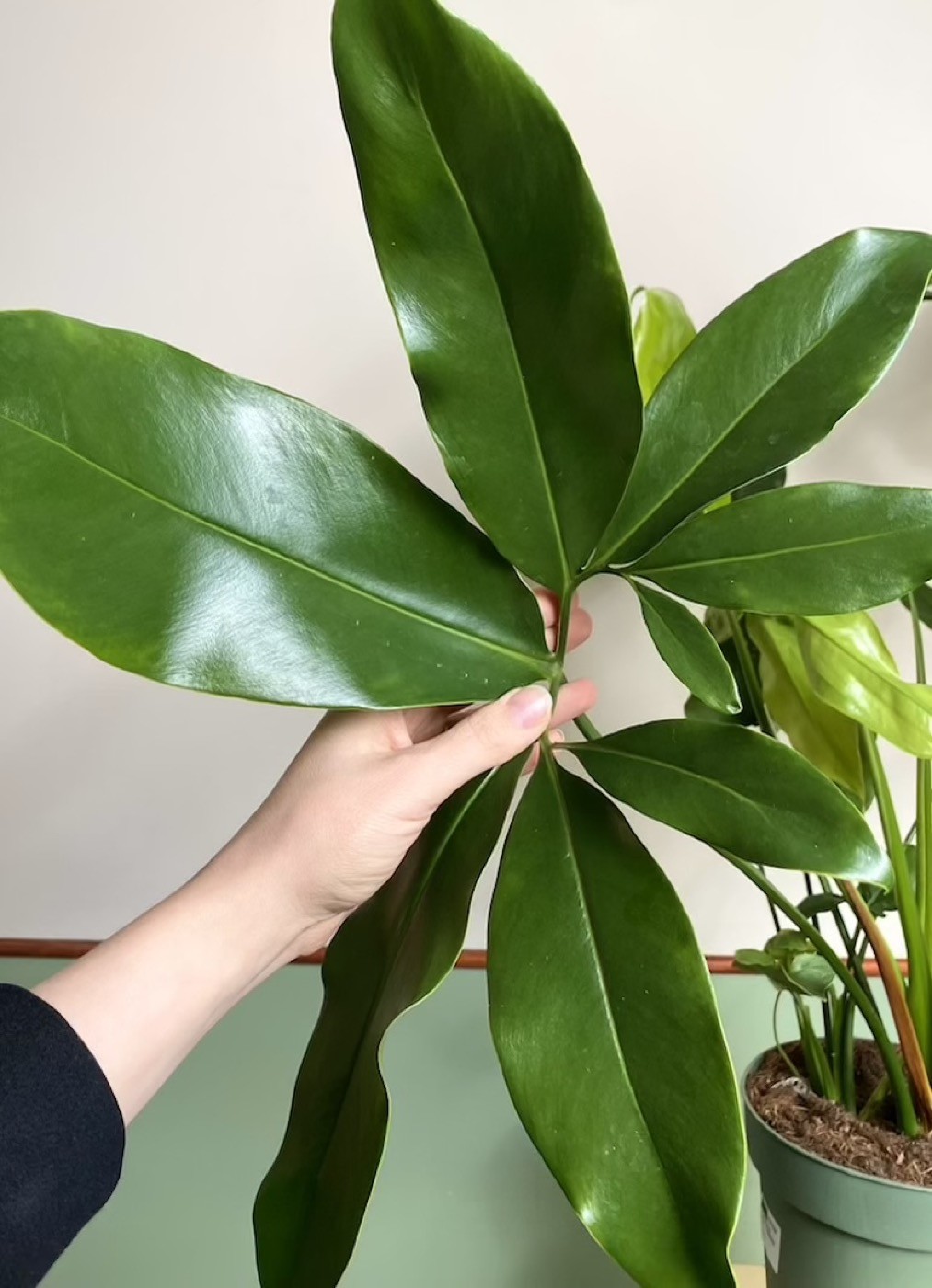 Philodendron fun bun