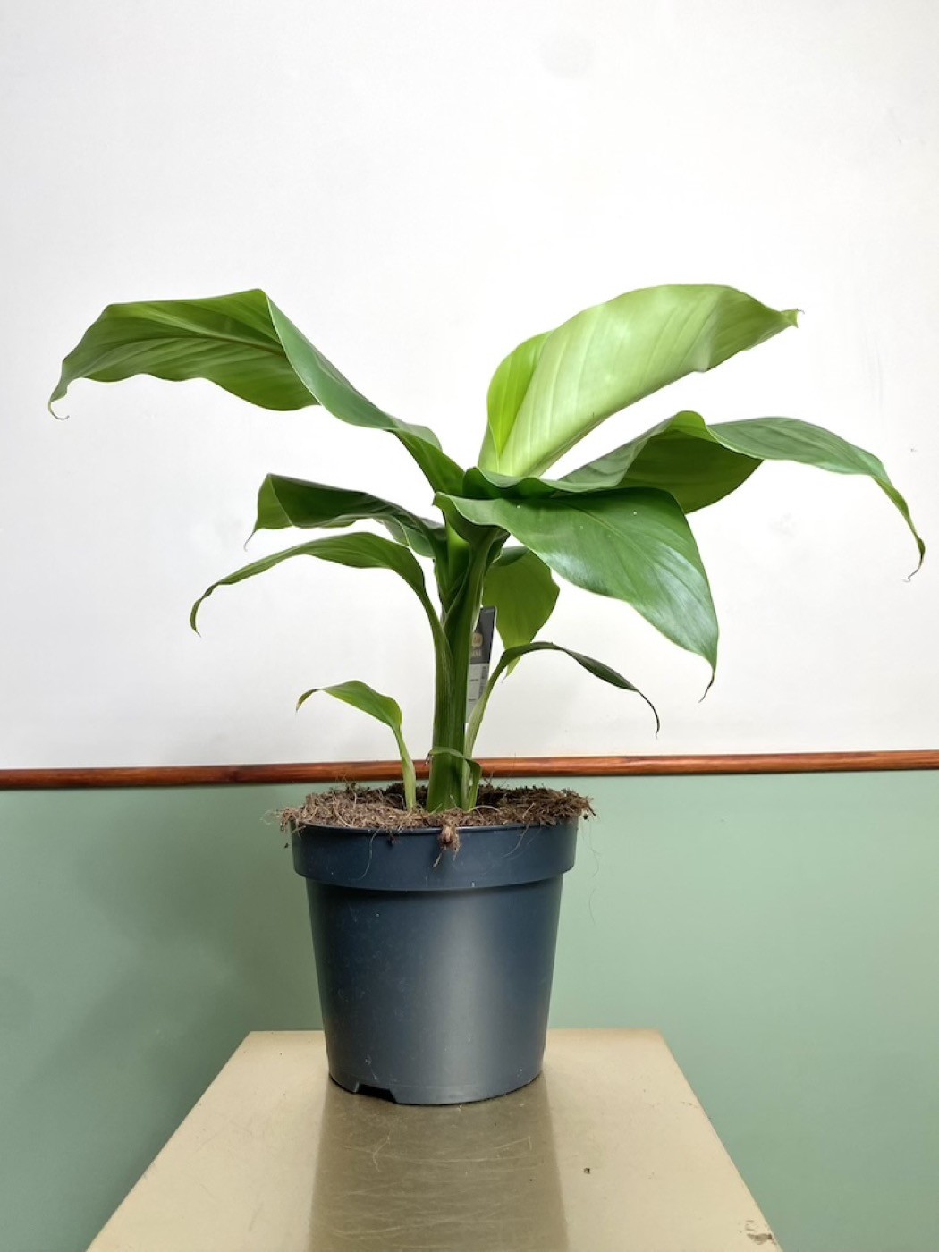 Musa Basjoo Bananowiec