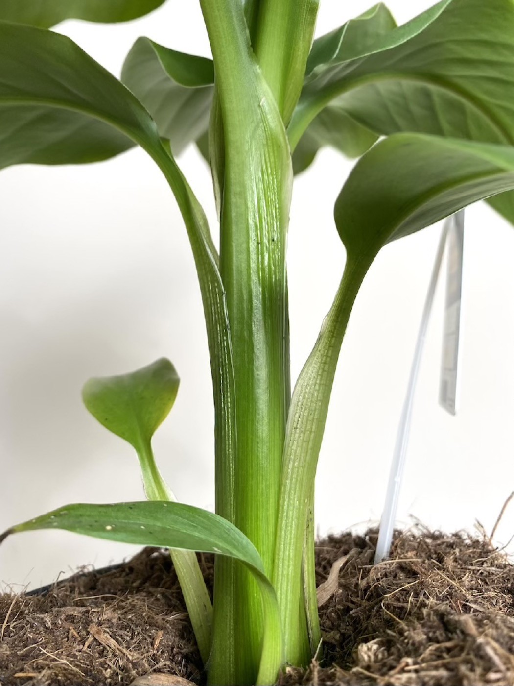 Musa Basjoo Bananowiec