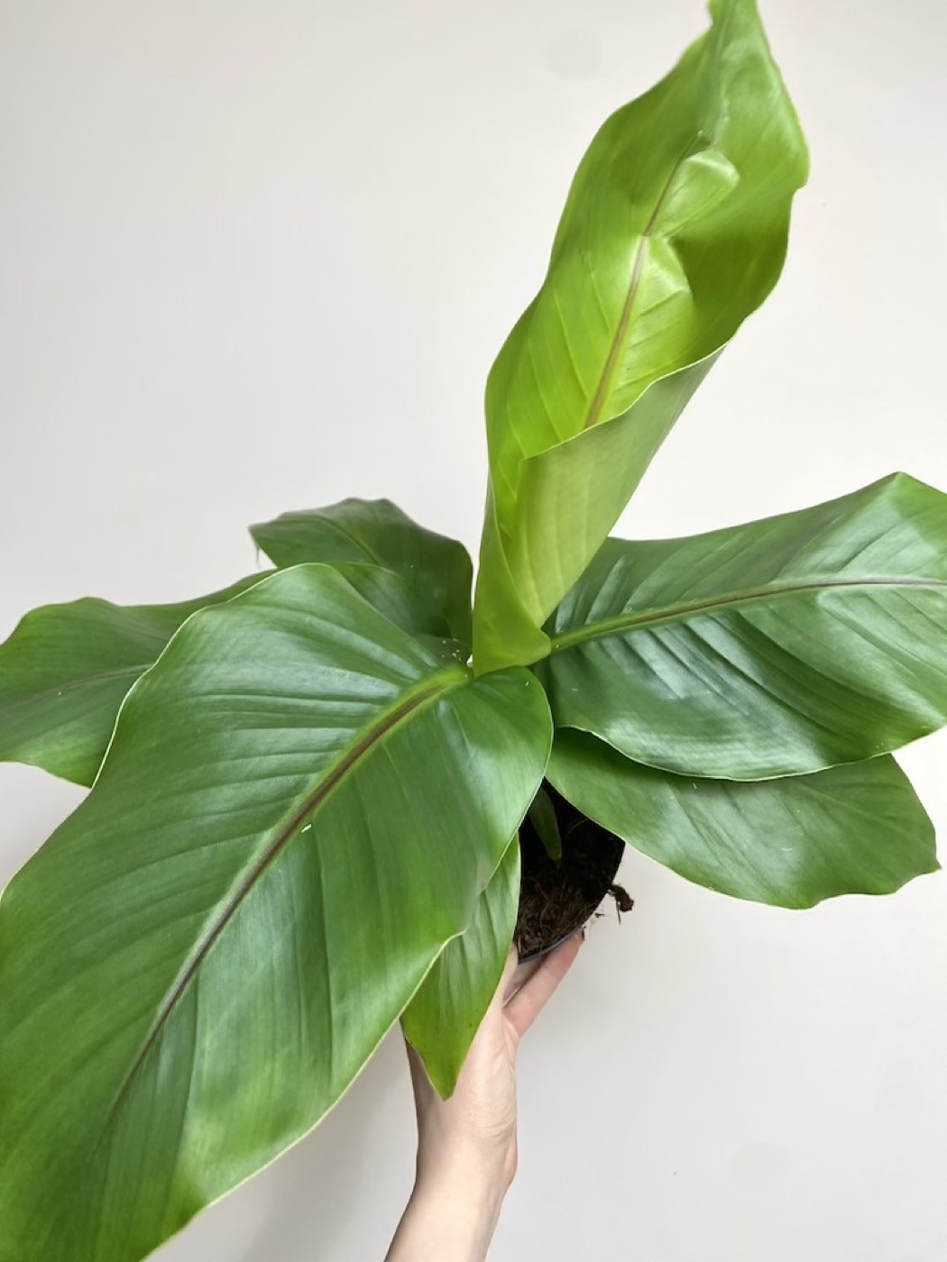 Musa Basjoo Bananowiec