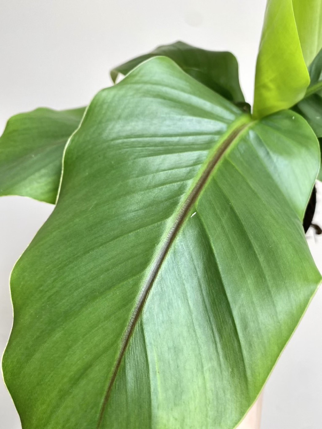 Musa Basjoo Bananowiec