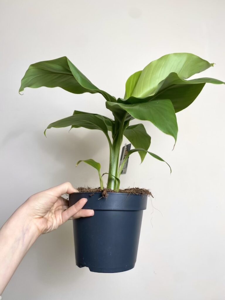Musa Basjoo Bananowiec