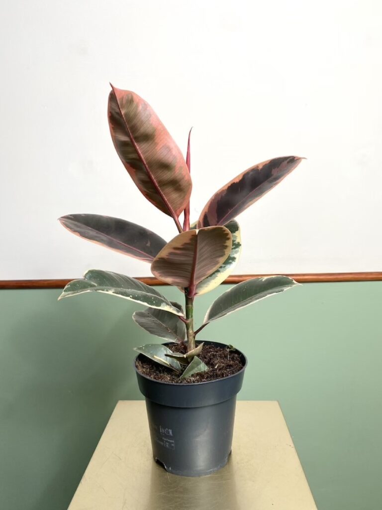 Ficus Belize