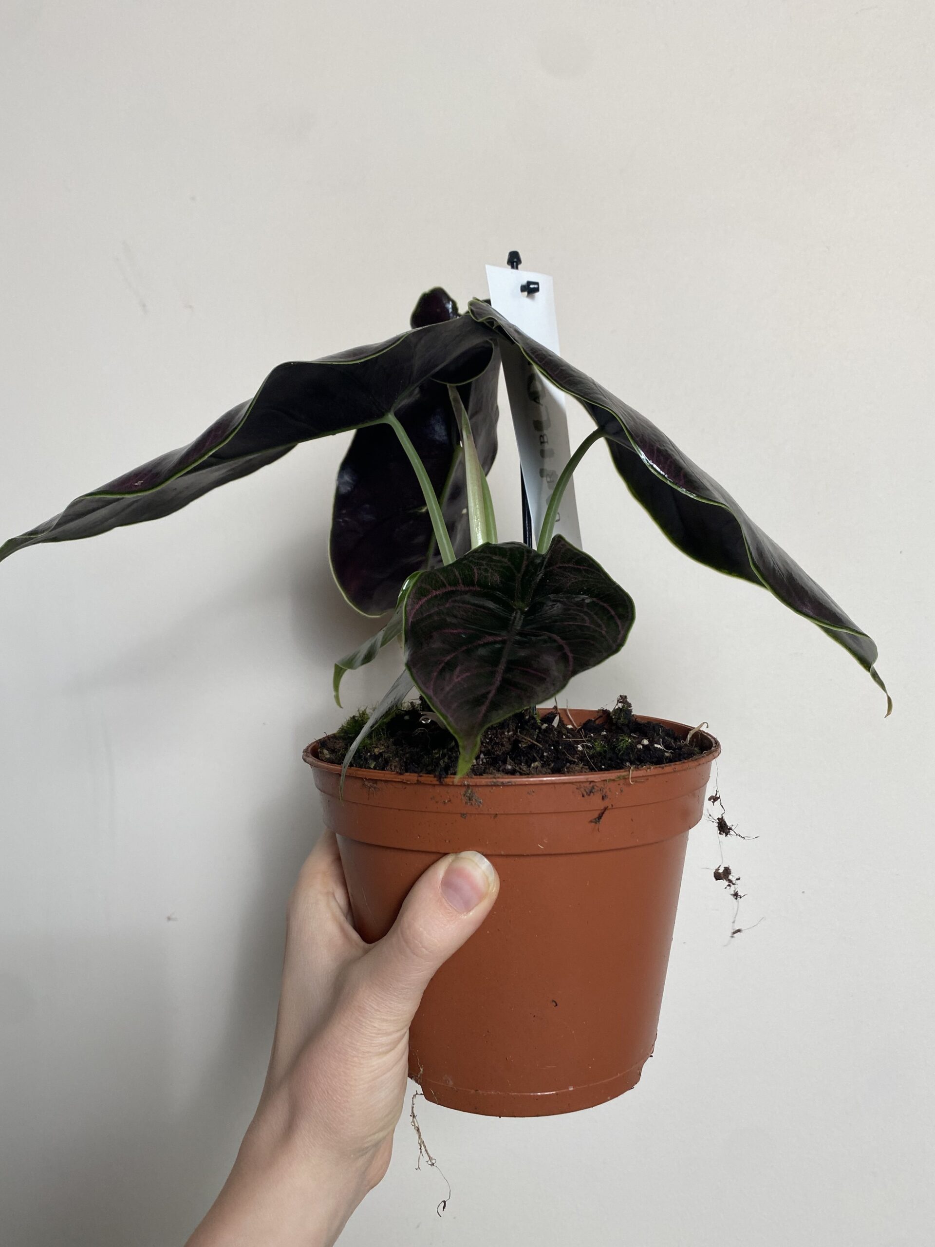 Alocasia Azlani (duża)
