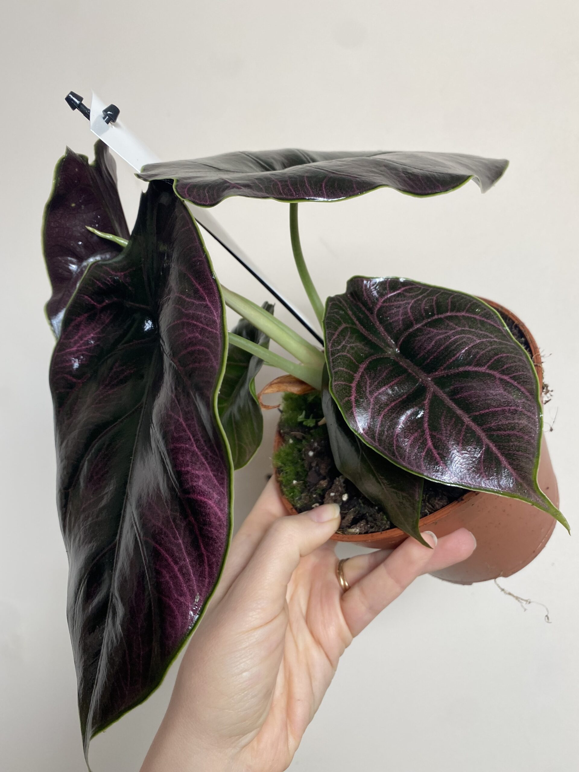 Alocasia Azlani (duża)