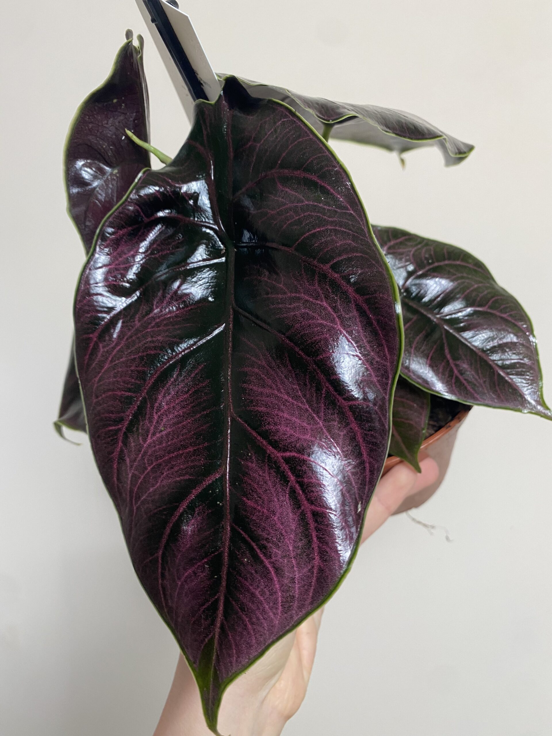 Alocasia Azlani (duża)