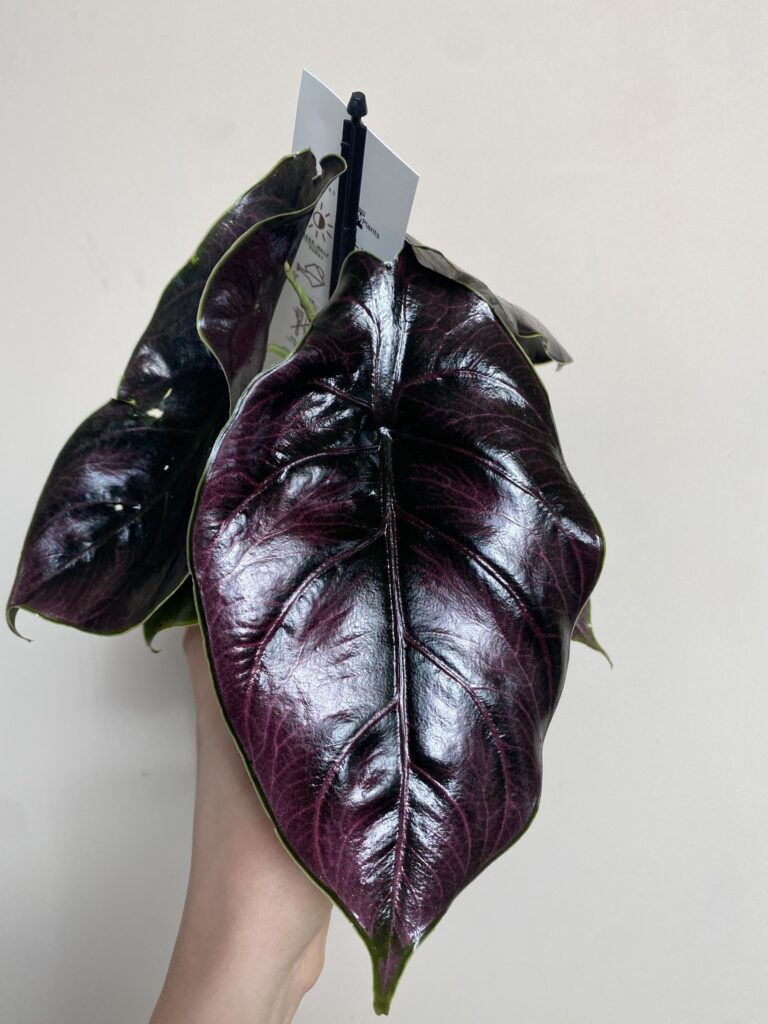 Alocasia Azlani (duża)