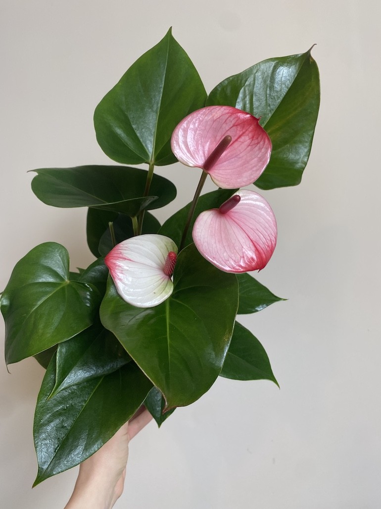 Anthurium Anthenopsis Hot Lips