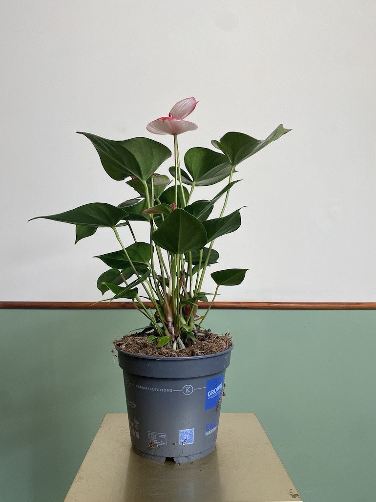 Anthurium Anthenopsis Hot Lips