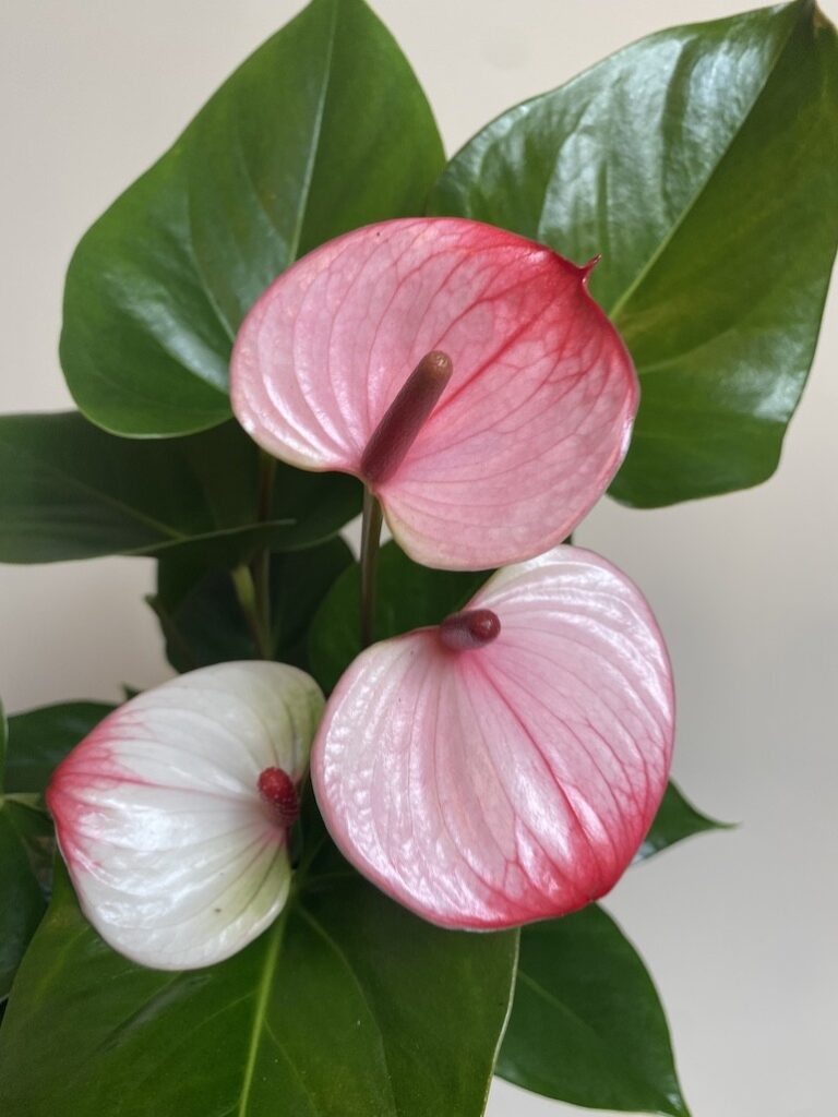 Anthurium Anthenopsis Hot Lips