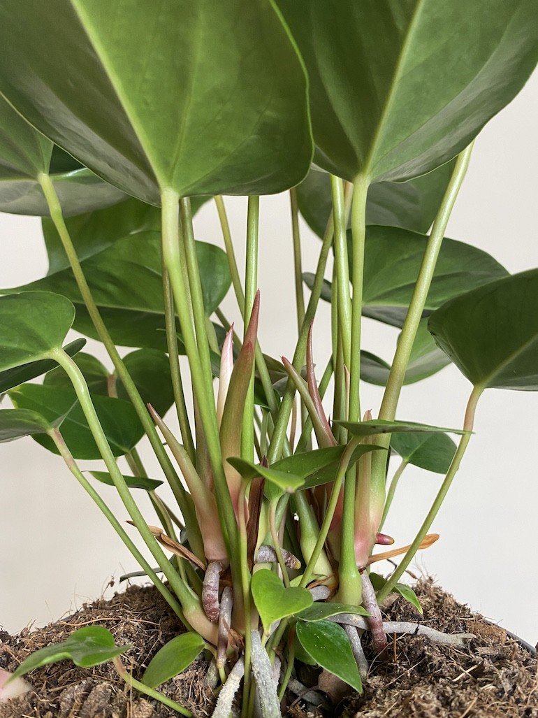 Anthurium Anthenopsis Hot Lips