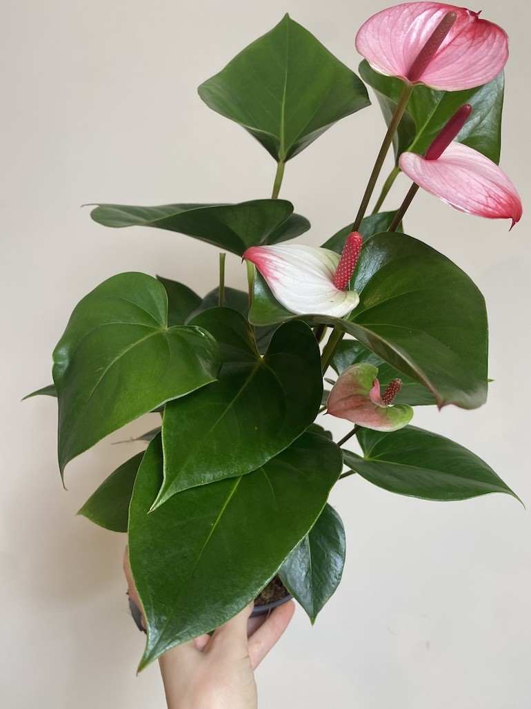Anthurium Anthenopsis Hot Lips