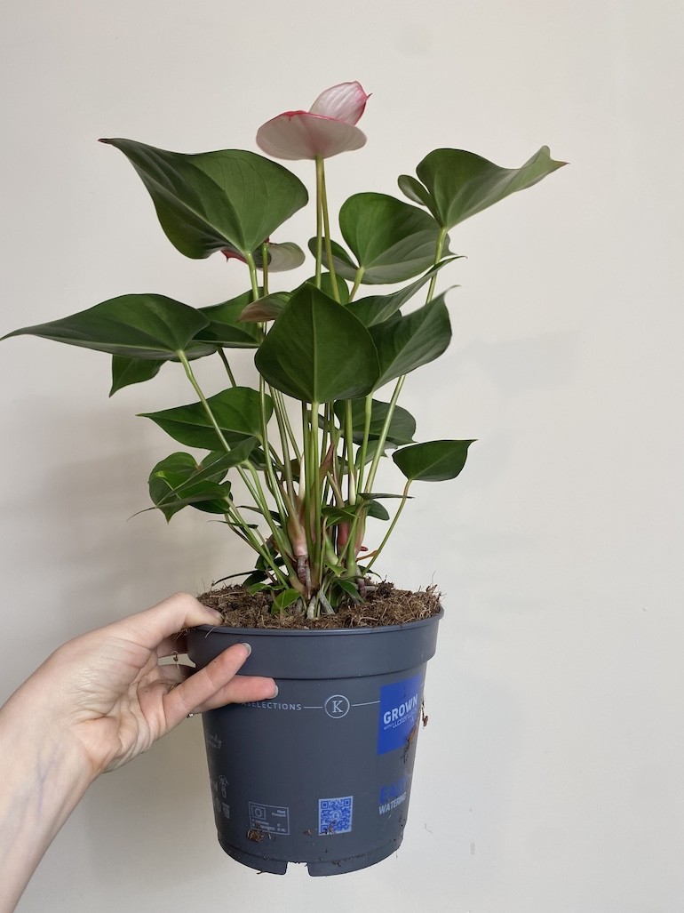 Anthurium Anthenopsis Hot Lips