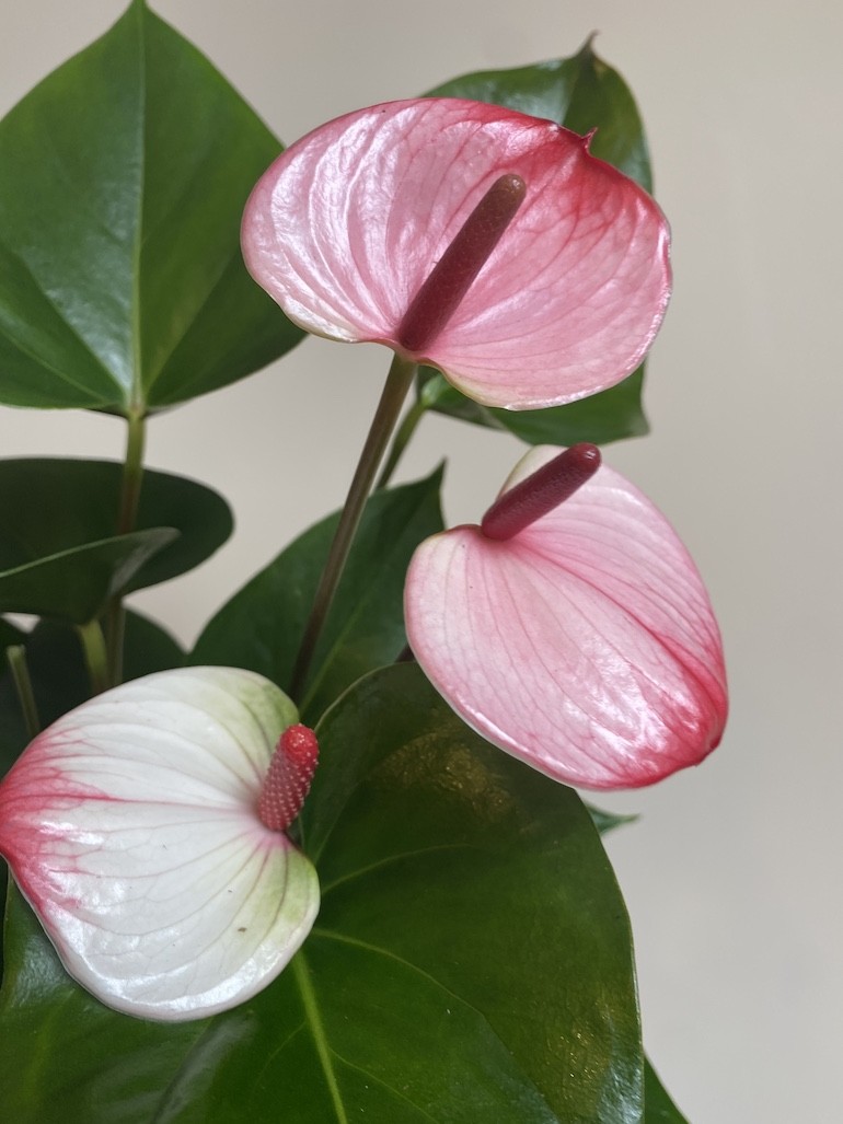 Anthurium Anthenopsis Hot Lips