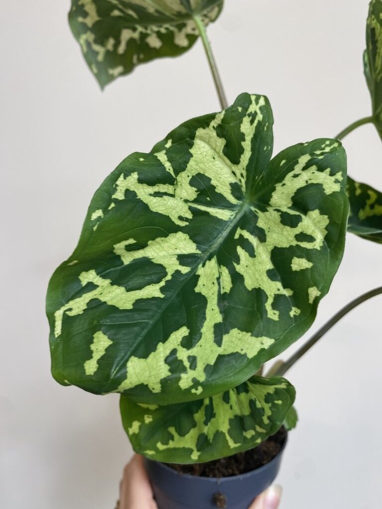 Colocasia 'Hilo Beauty'