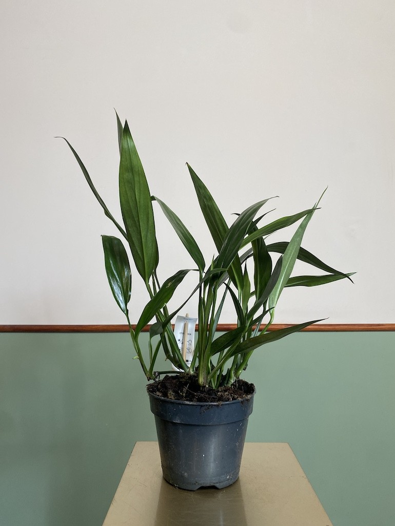 Epipremnum Amplissimum