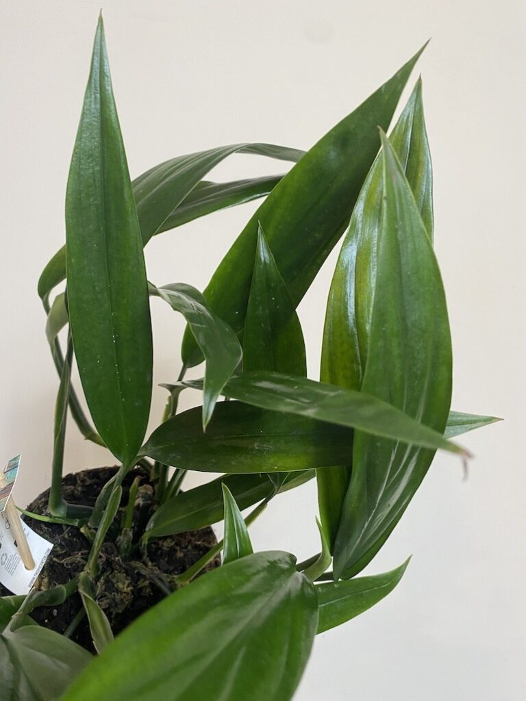 Epipremnum Amplissimum