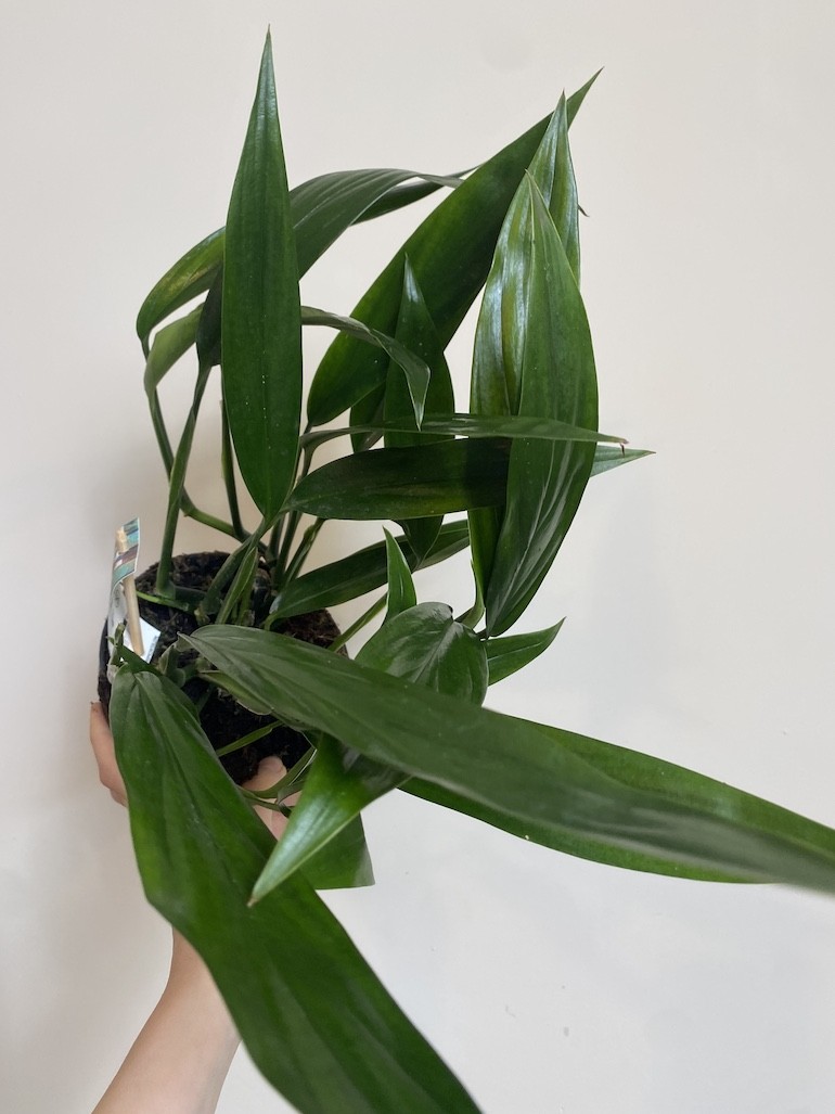 Epipremnum Amplissimum