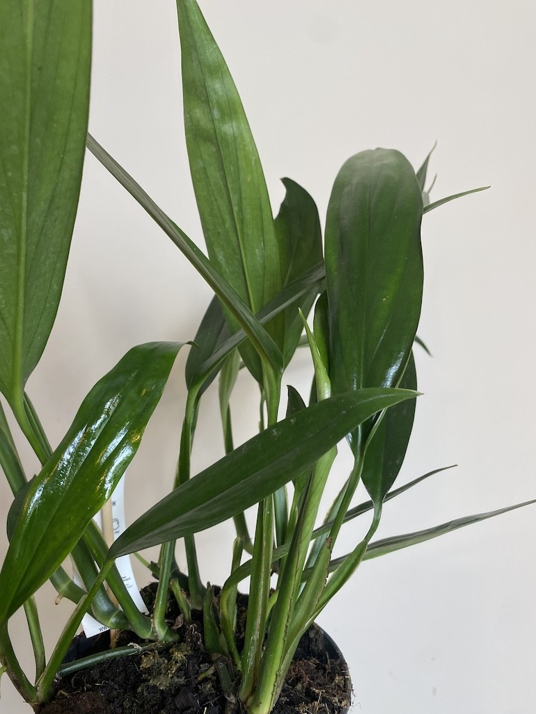 Epipremnum Amplissimum
