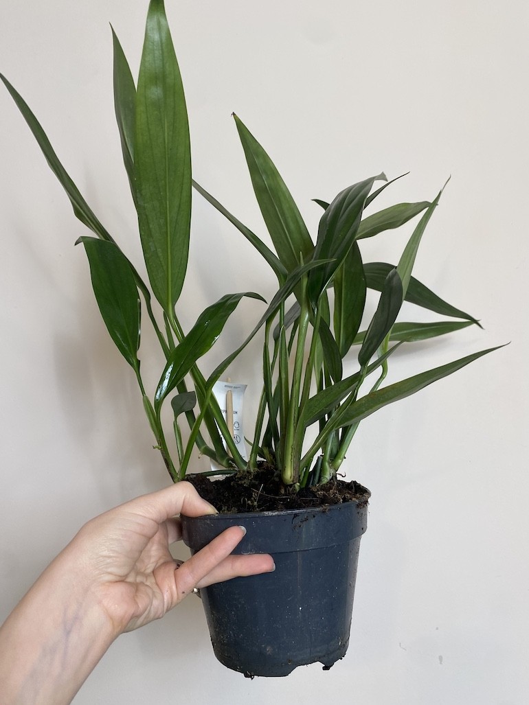 Epipremnum Amplissimum