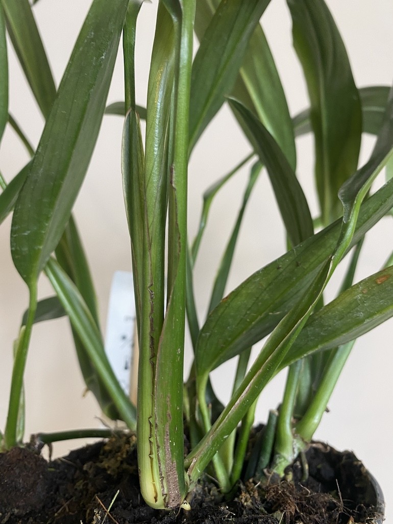 Epipremnum Amplissimum