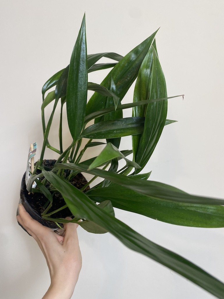 Epipremnum Amplissimum