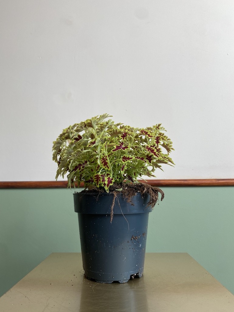 Plectranthus Love Bird