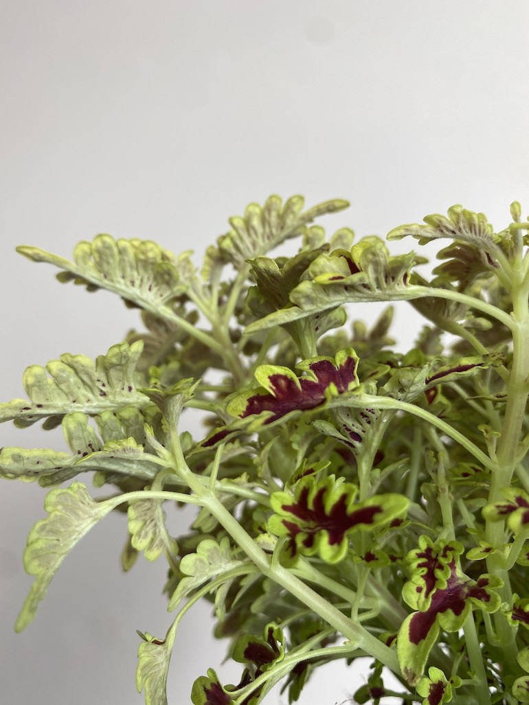 Plectranthus Love Bird