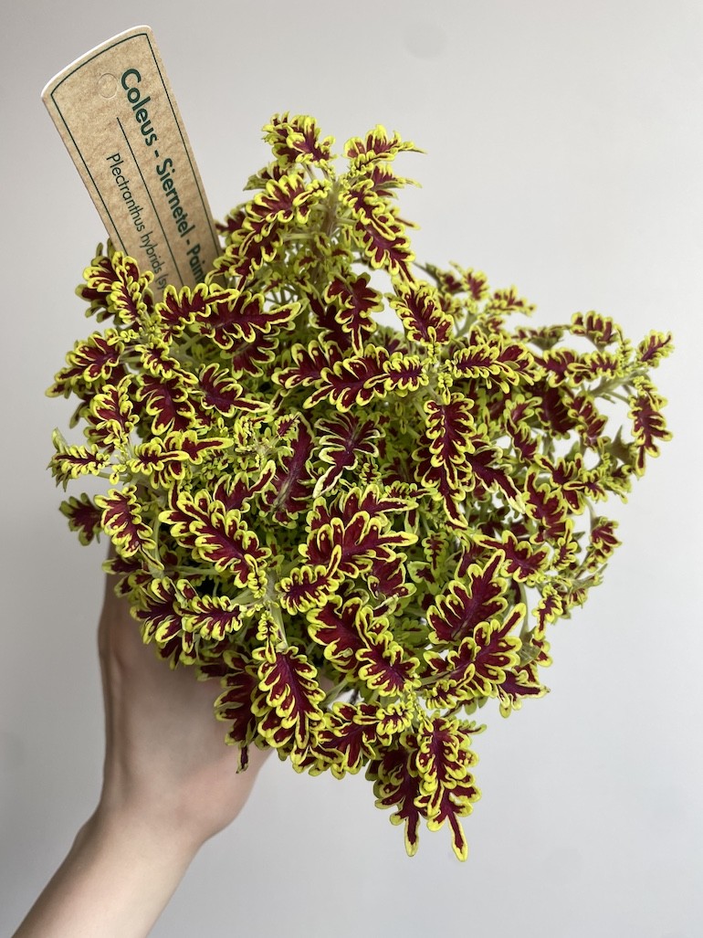 Plectranthus Love Bird