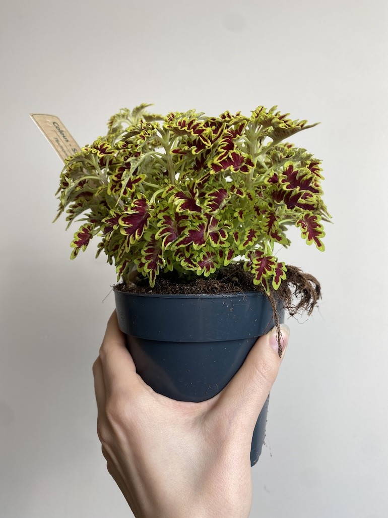 Plectranthus Love Bird
