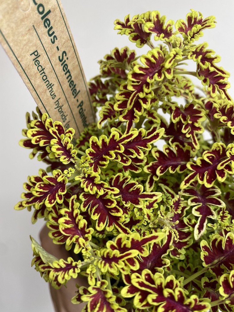 Plectranthus Love Bird