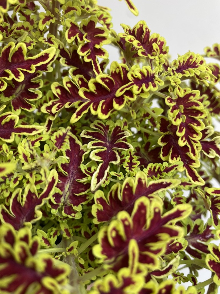 Plectranthus Love Bird