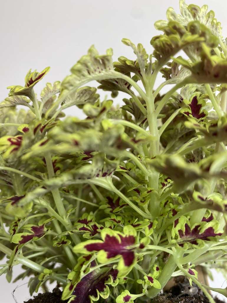 Plectranthus Love Bird