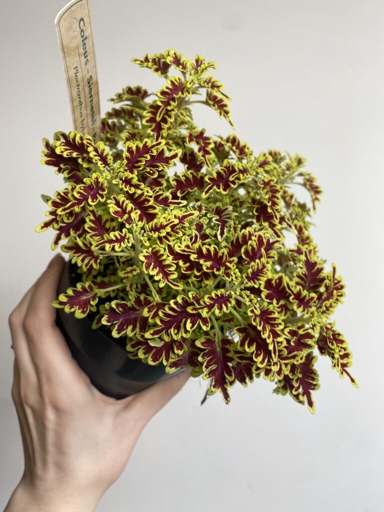 Plectranthus Love Bird