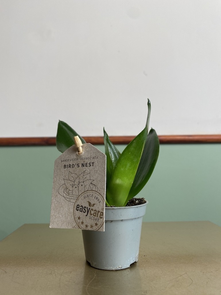 Sansevieria Black Jade