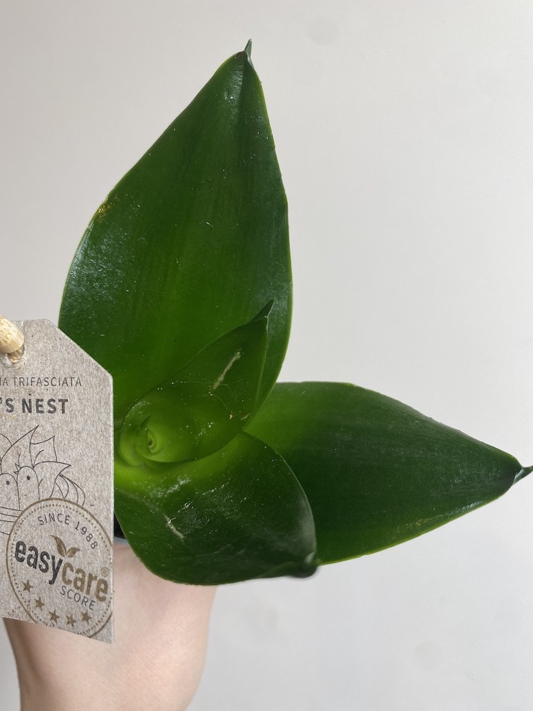 Sansevieria Black Jade