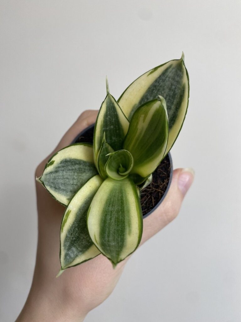 Sansewieria gwinejska 'Golden Hahnii'