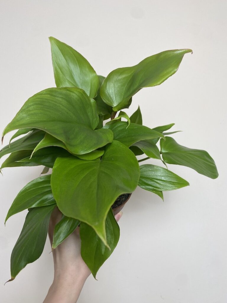 Homalomena rubescens ‘Maggy'