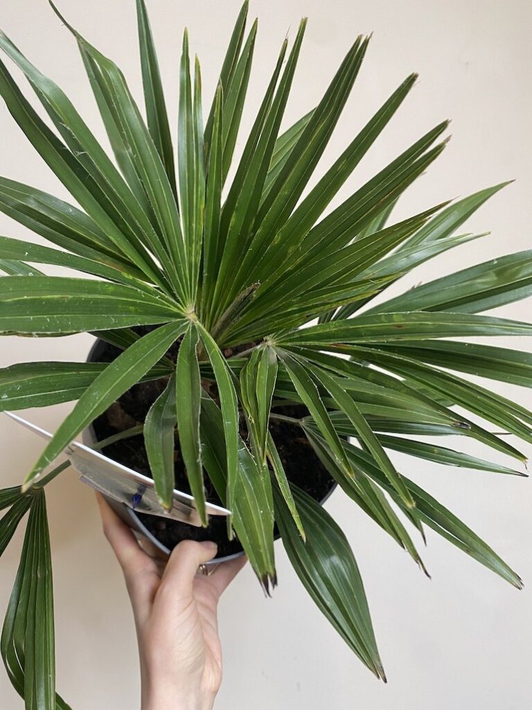 Trachycarpus fortunei XL