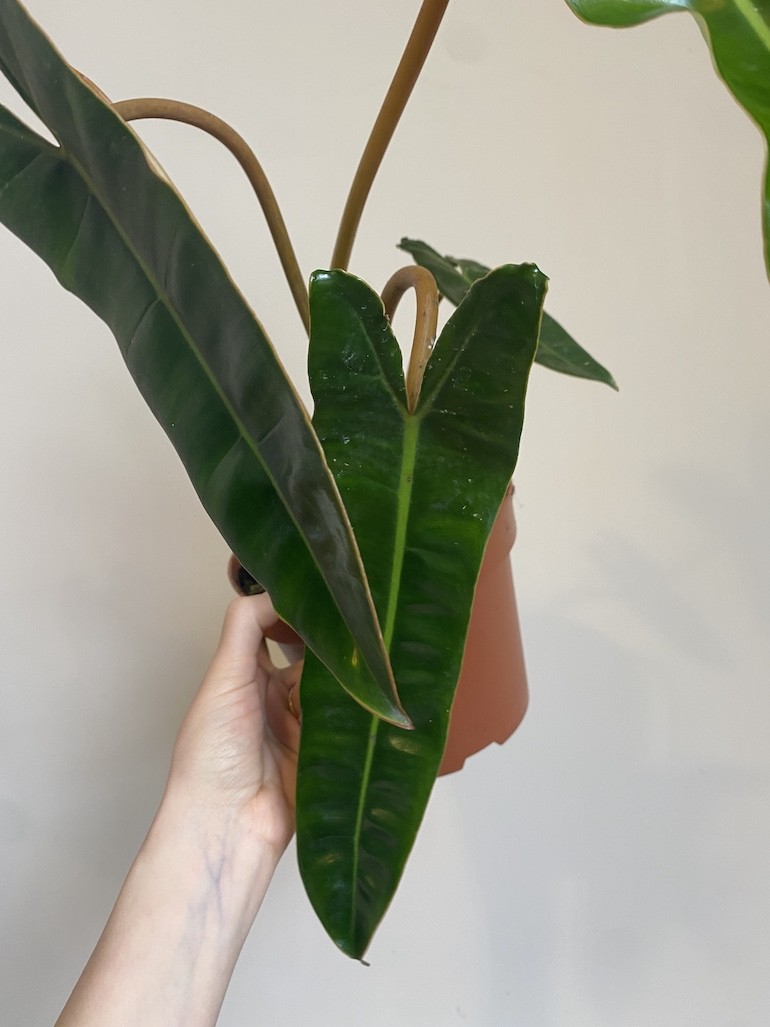 Philodendron Billietiae