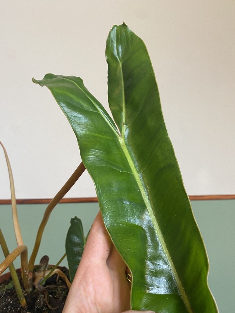 Philodendron Billietiae