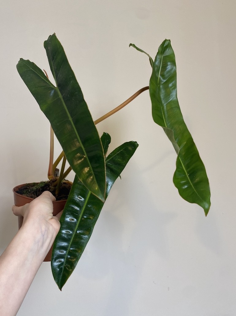 Philodendron Billietiae