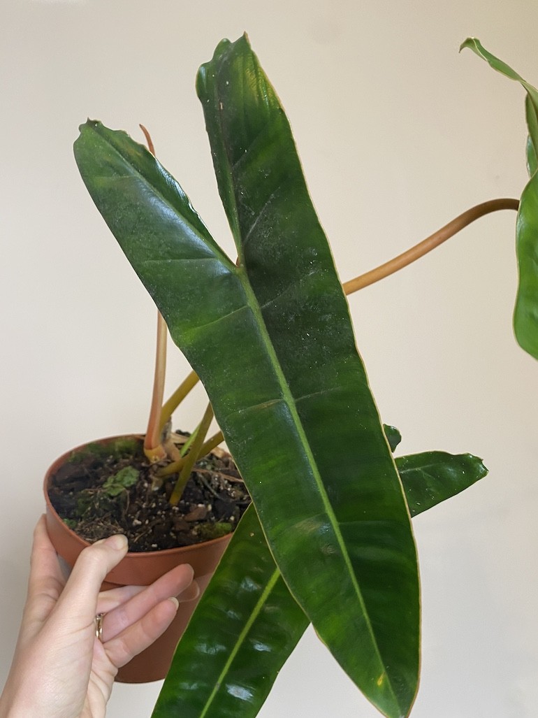 Philodendron Billietiae
