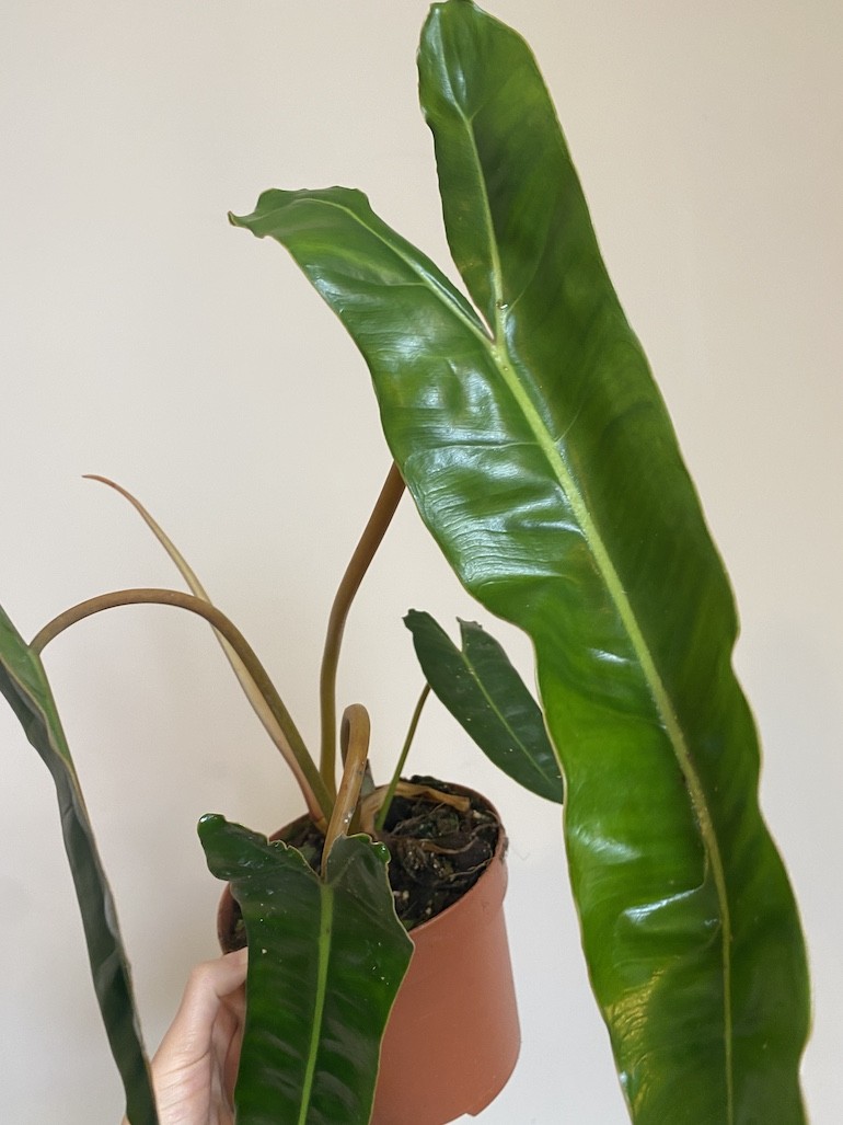 Philodendron Billietiae