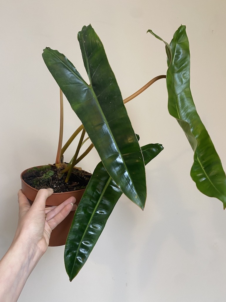 Philodendron Billietiae
