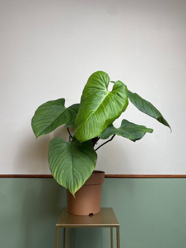 Philodendron Fuzzy na paliku