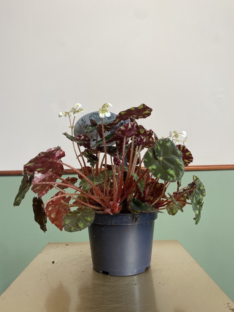 Begonia rex Tiger