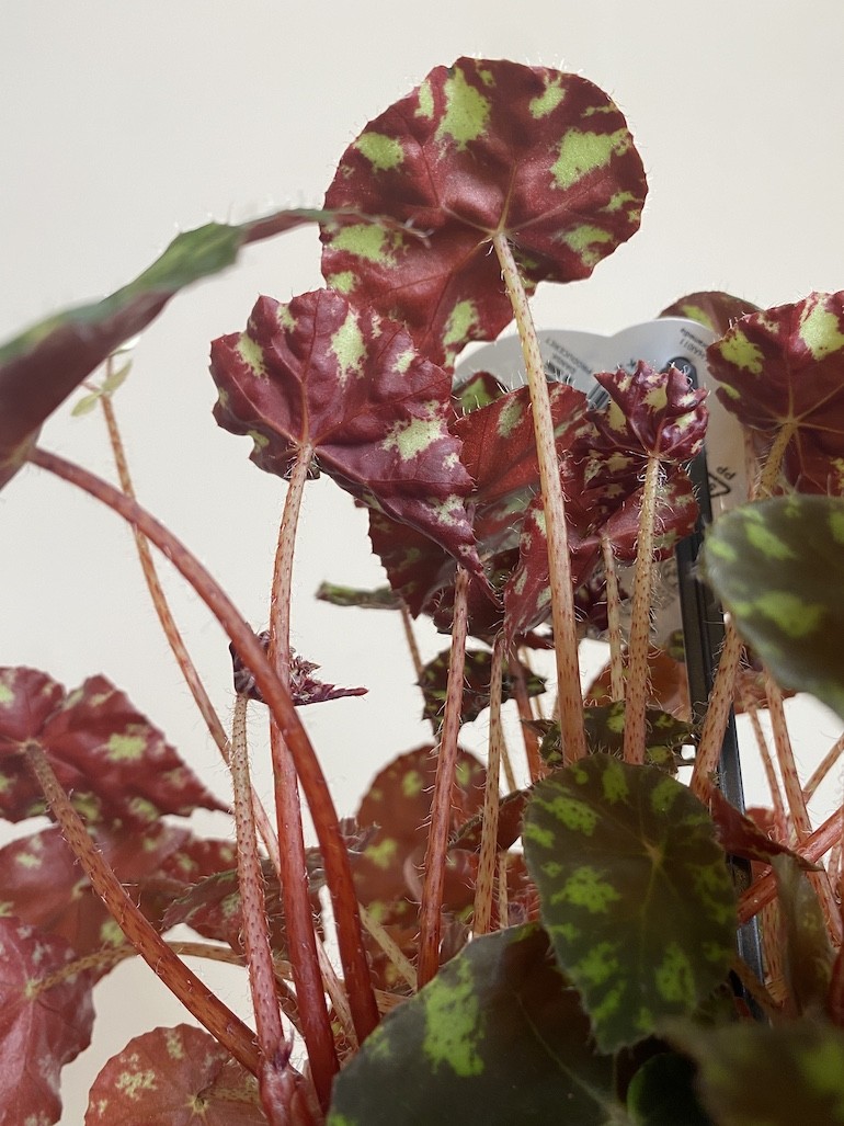 Begonia rex Tiger