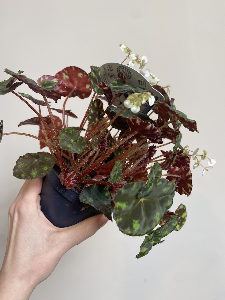 Begonia rex Tiger